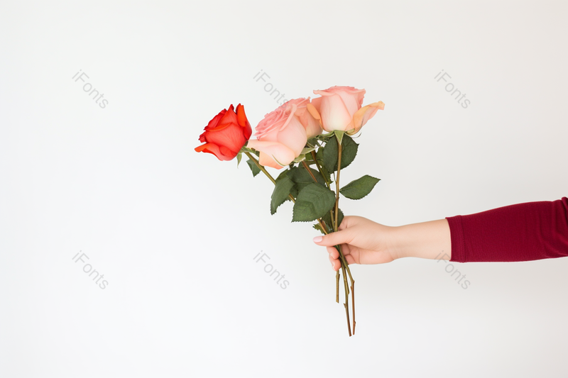 520情人节送一束玫瑰花单手握着鲜花,高清,摄影图,摄影图片,图片大全,摄影图免费下载